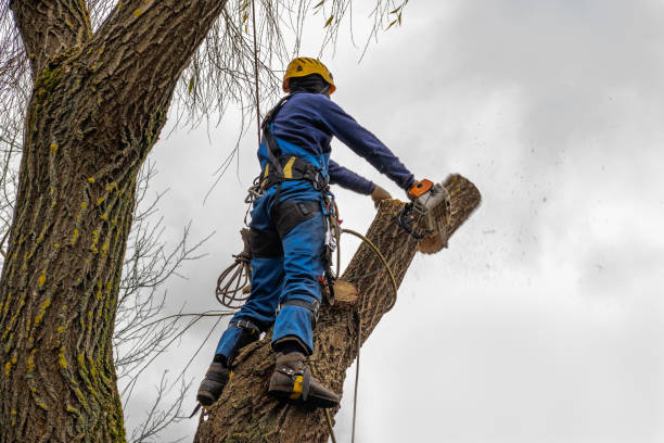 Overland Park, KS Tree Care Services Company